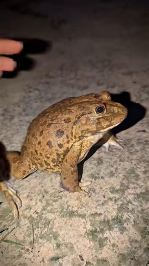 Catch froggy frog funny for laugh hahaha | funny frog duo | catch frogs for fun | Tep longheng funny