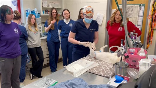 We won’t still be here at midnight…. So we did our ball drop a little early. 🪩 ✂️ *disclaimer — surgical neuter in progress!* HAPPY NEW YEAR from our team at the VHS... And from Tofu, the now ball-less & flawless kitty who is available for adoption. Remember to spay/neuter your pets, everybody! We are closed on New Year’s Day but reopen with regular hours Friday, January 2nd! | Vanderburgh Humane Society