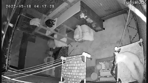 Cats attack snake slithering in their enclosure