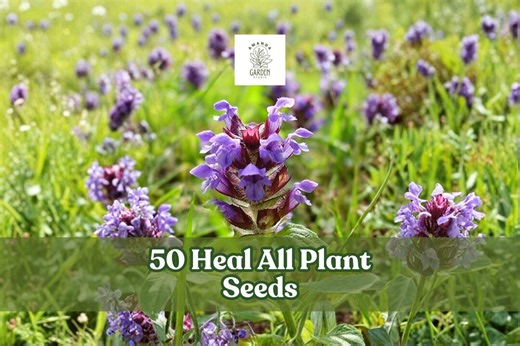 50 Heal All Plant Seeds – Prunella Vulgaris Hardy Perennial Wildflower - Etsy