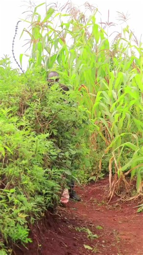 Wacege amepatwa akiuza sufuria za bibi yake - Kikuyu comedy clip