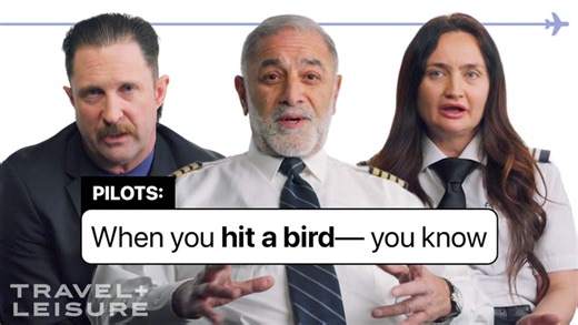 Pilots Reveal What Really Happens When a Bird Hits a Plane