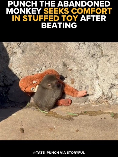 Punch, the abandoned monkey who soared to fame after being seen tugging around a stuffed toy, was filmed seeking comfort with the plushie after he was beaten by older monkeys at Ichikawa Zoo in Japan on Thursday, February 19. Video taken by TikTok user @tate_punch shows Punch being thrown around by a larger monkey before running away to sit on top of his stuffed toy. The baby monkey was put into the macaque enclosure in late January following a period of hand-rearing by zoo keepers after he was