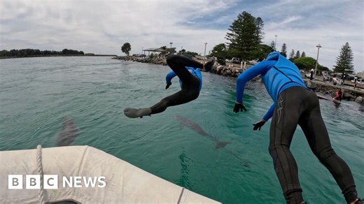 Watch: Dolphin calf rescued from fishing line entanglement