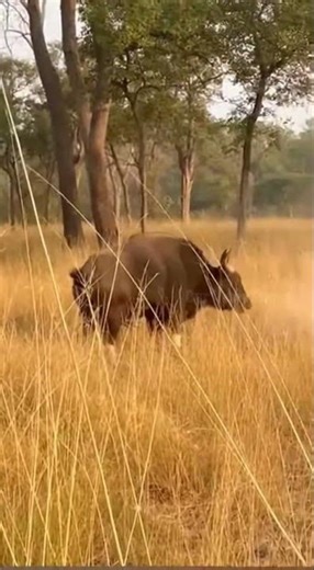 Tiger Grabs Gaur Calf — But Mother Arrives Like a Hero!