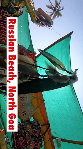 15K views · 142 reactions | Russian Beach, North GoaThis beach is...