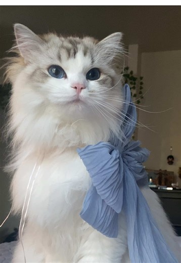 Am I a Pretty Girl? Discovering Beauty with Ragdoll Cats