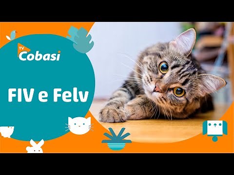 Diseases in cats: learn all about FIV and FeLV