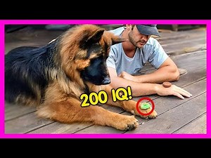 Dogs Being Dramatic 🤣 | Smart & Over the Top Dog Reactions You Can’t Miss 2025!