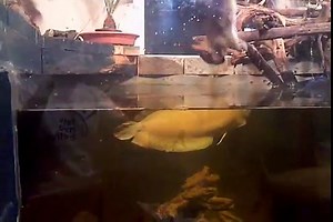 Silver Arowana eats a rabbit