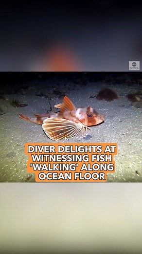 SOME FIN SPECIAL: Underwater video captures diver’s delight at witnessing red gurnard fish ‘walking’ on seabed and showing off butterfly-like fins. Its leg-like features are actually spiny fin rays used to find food on the ocean floor. http://abcn.ws/2CnB3ds | ABC News