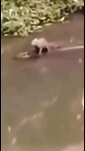 Capybara riding crocodile 🦫🐊