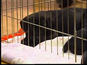 Adorable choc. lab puppies visit News 4