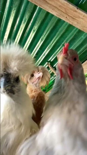 The Most Epic Chicken Dance Ever