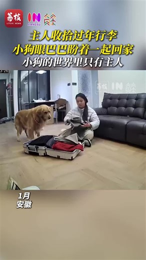 🇨🇳 1月安徽，主人收拾过年行李，小狗眼巴巴盼着一起回家。 🇬🇧 January in Anhui: as the owner packs luggage for the Lunar New Year, the puppy gazes longingly, hoping to go home together. 🇨🇳 小狗翻找行李箱发现没有自己的东西，转头叼来自己的胸背眼巴巴想跟着主人一起回家。 🇬🇧 The puppy searched through the suitcase and found none of its belongings; it turned around, fetched its harness, and stared expectantly, wanting to follow its owner home. 🇨🇳 他只知道妈妈在的地方就是家。 🇬🇧 It only knows that wherever Mom is, that is home. 🇨🇳 你的世界有很多人很多事，它的世界只有你。 🇬🇧 Your world h