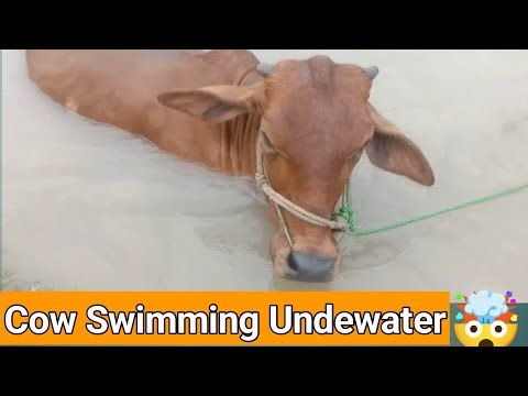 Cow swimming underwater