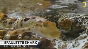 24K views · 236 reactions | Sharkfest is a great opportunity to celebrate the unsung shark heroes of the ocean, like the Epaulette Shark, known for being able to walk on land. | National Geographic TV | Facebook