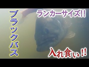 大型ブラックバス入れ食い！！ へらぶな釣り師が魅せる「ランカーバス！」