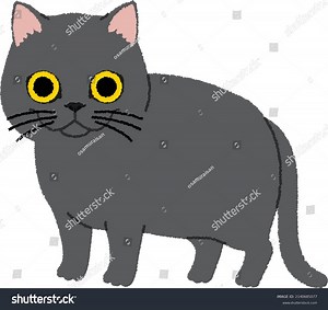 British Shorthair Pedigreed Version Traditional British Stock Vector (Royalty Free) 2140685077 | Shutterstock