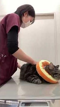 慢性腎臓病と膀胱炎のケア：皮下点滴によるサポート _CKD_and_Cystitis_Care_猫慢性肾病与膀胱炎护理