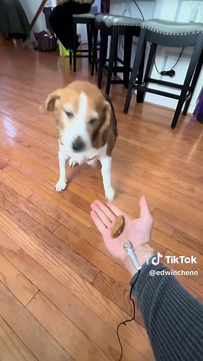 Funny Dog Reactions to Loud Noises