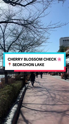 Cherry blossom check in Seokchon Lake, Jamsil today 🌸 And if you’re planning your Seoul cherry blossom trip, here’s the honest update — still no signs of budding yet around Seokchon Lake. For those who don’t know, Seokchon Lake in Jamsil is one of the most famous cherry blossom spots in Seoul, especially during spring when the entire lake walkway turns pink with sakura trees surrounding Lotte World Tower and Lotte World Mall. It’s one of the most photographed spring locations in the city and al