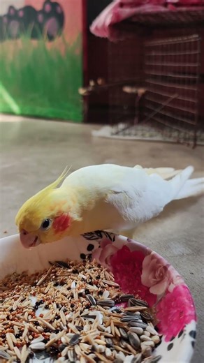 A cute cockatiel bird is singing.🎶🐣#cockatielbird #cockatiel #birds #ytshorts #cute #cockatielslove