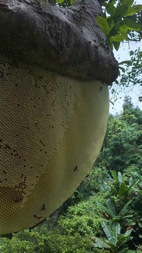 Close-Up of Giant Wild Honey Bee Nest on a Tall Tree in the Ancient Forest