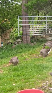 Farm free-range geese are enjoying life | Welsh cottage by Zina