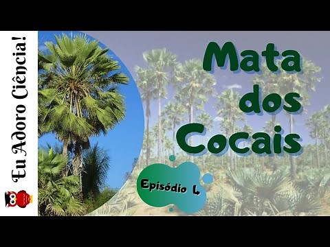 Biomas e Ecossistemas Brasileiros - MATA DOS COCAIS (Episódio 4)