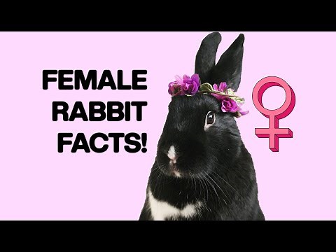8 Facts about Female Rabbits You Should Know!