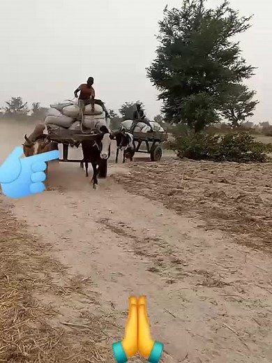 Rural Scene: Man Driving Oxen Cart with Grain
