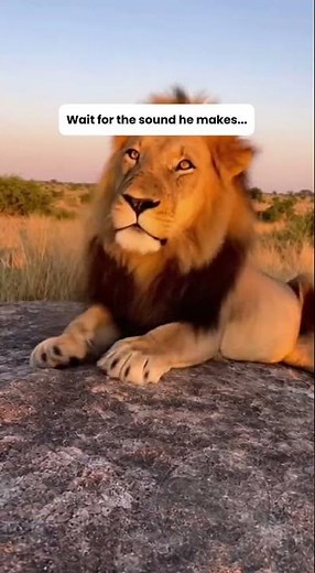 Majestic Male Lion Wakes Up With a Deep Rumble (INCREDIBLE Sound)