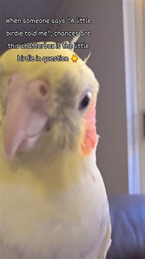 You'll never stop the chitter chatter 🐥♥️ #Merle #cockatiel | Merle the Talking 'Tiel