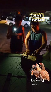 Cormish Bantam Pullets and Cockerel to Nueva Ecija!🐥🐥🐥 Thank u so much for trusting po sir! #kafarming #BulikCornishBantam #angelbengbengminibackyard | KaFarming Louie Obado