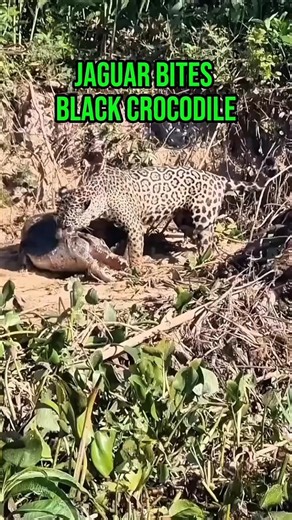 Jaguar bites black crocodile #shortvideo #jaguar #black #crocodile #wildlife