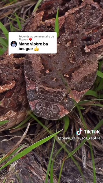 Les serpents au Sénégal : un aperçu fascinant
