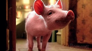 8.5K views · 186 reactions | This moment when the world literally fell in love with Babe | Boxoffice Movie Scenes | Facebook