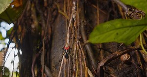 Predatory Red black Assassin Bug walks up a woody vine climber besides a huge tree trunk in the amazon forest