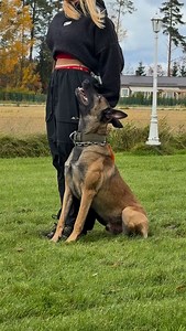 Split, split, split… Until the pieces are perfect enough to put together 🍂 #retrieves #igp #igpdog #obediencedog #obediencetraining #igptraining #miaskogster | Mia Skogster