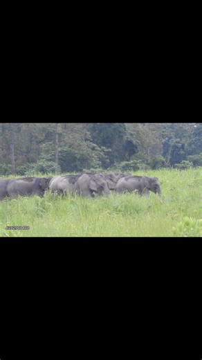 Elephant, Manas National Park | Manas National Park Unofficial