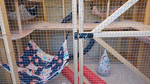 New Sheds and ferrets for adoption 20/3/25