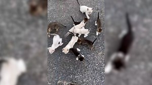 Man gets ambushed by 13 tiny kittens, 'Hot Diggity Dog: We've got a kitten problem!'