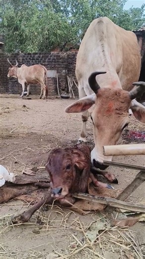 A cute little calf is licked by mother cow after birth#kamdhenu cow♥️♥️♥️🦬🐄🌄🕯️❤️♥️♥️