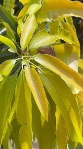 101K views · 3K reactions | How to treat burning  sensation in the feet | Secrets Of Health TV | Facebook