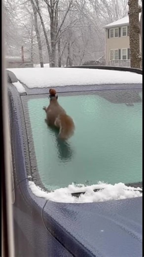 Yadgar (@yadgar5957)’s videos with original sound - Yadgar