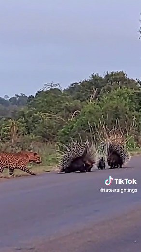 Porcupine vs Leopard: Protecting Babies in the Wild