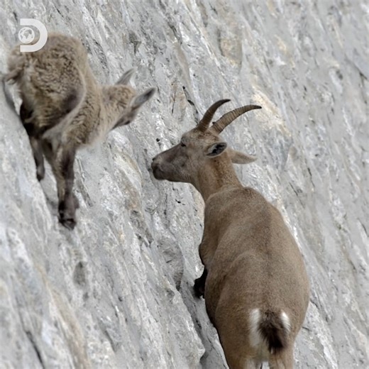 454K views · 4.8K reactions | These goats were built to live life on the edge  #NaturesStrangestMysteriesSolved | Discovery Channel UK | Facebook