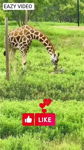 " Giraffe🦒Birth – Nature’s Wonder"#AnimalBirth