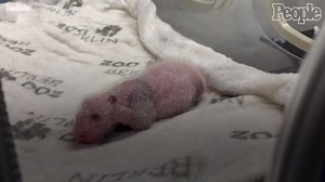 Zoo Berlin Welcomes New Panda Cubs
